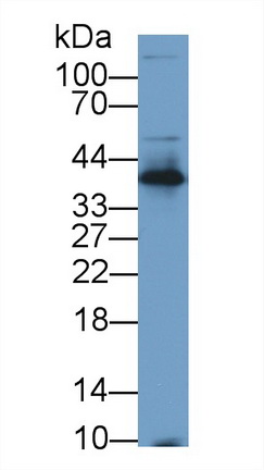 13432