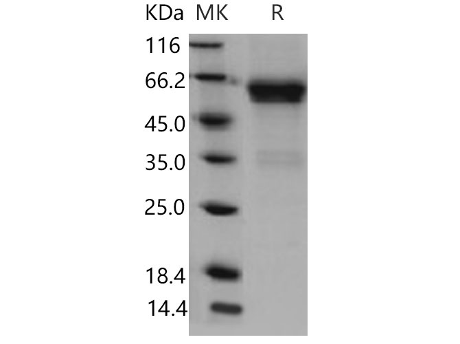Валидация Elabscience PKSM040860(4817)
