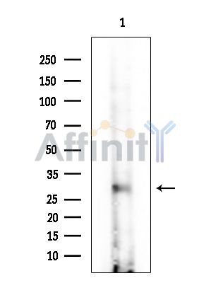Валидация Affinity DF14974 - 11174