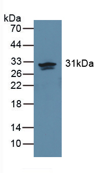 39780