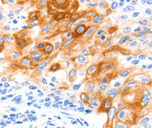 Валидация Elabscience E-AB-12479