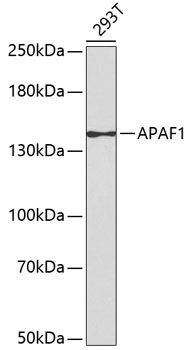 Валидация Elabscience E-AB-65705