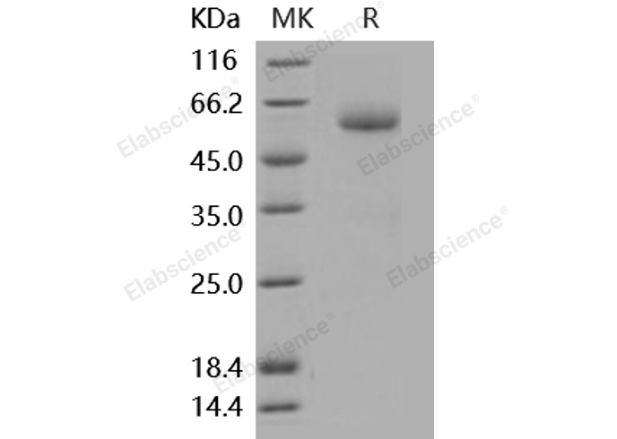 Валидация Elabscience PKSM040937(4879)