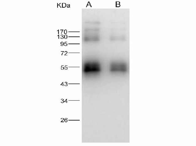 Валидация Elabscience E-AB-V1338