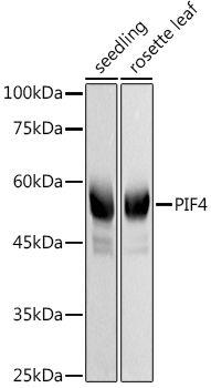 A20725, вестерн-блоттинг, ткани Arabidopsis thaliana (11451)