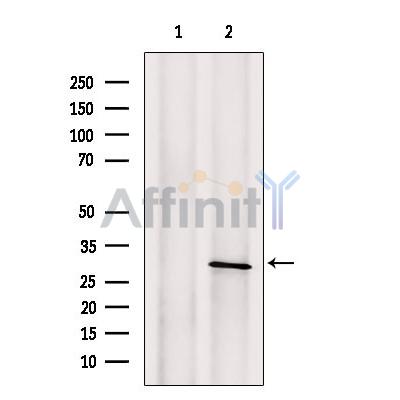 Валидация Affinity DF13339 - 8531