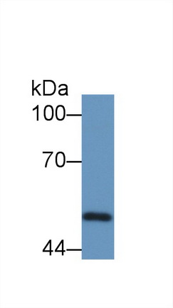 12460