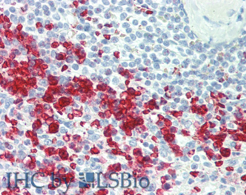 Валидация Elabscience E-AB-12309