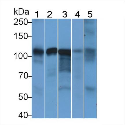 25658