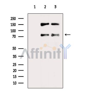 Валидация Affinity DF4448 - 15959