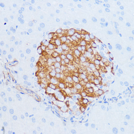 Валидация Elabscience E-AB-66095