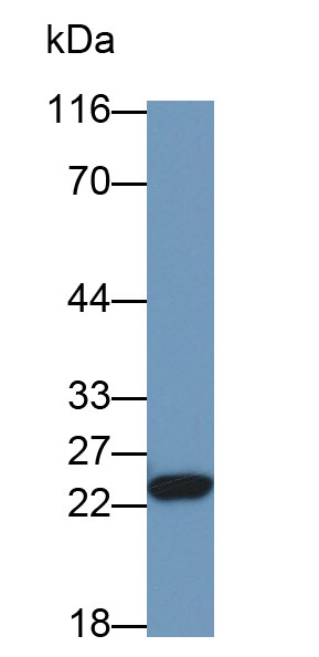 28381