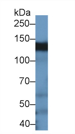 10038