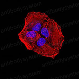 Валидация IF - AntibodySystem RHG02803 (1146)