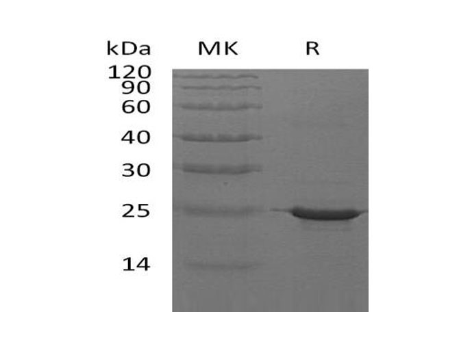Валидация Elabscience PKSH033245(3586)