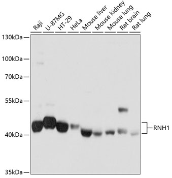 Валидация Elabscience E-AB-63774