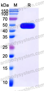 AHK16203, SDS-PAGE