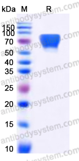 EHD80701, SDS-PAGE