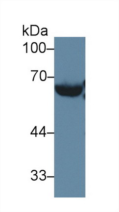 10054