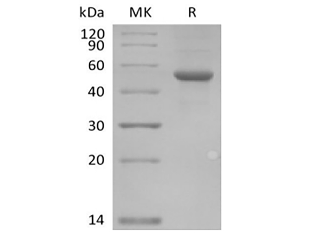 Валидация Elabscience PKSH033884(4116)