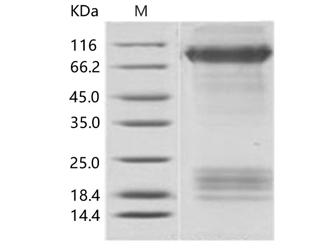Валидация Elabscience PKSV030163(5940)