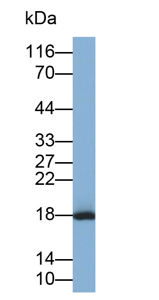 33223