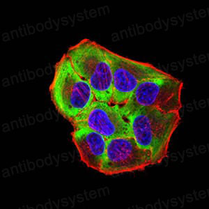 Валидация IF - AntibodySystem RXX54902 (1740)