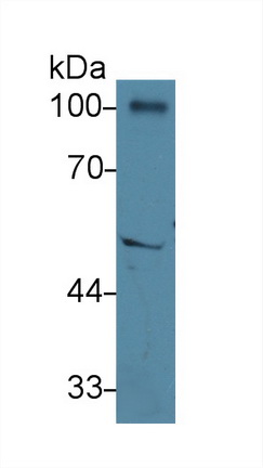 13569