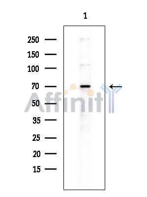 Валидация Affinity DF4423 - 15923