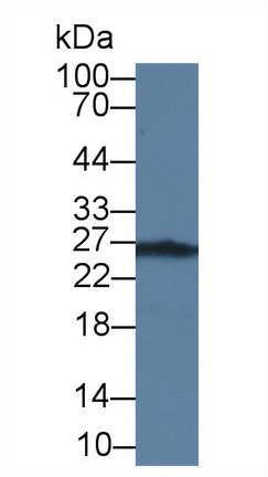 17491