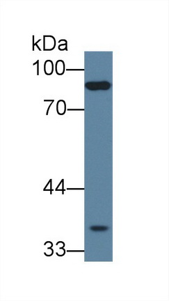 8881