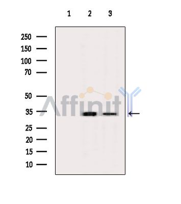Валидация Affinity DF2851 - 13615