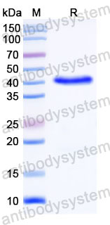 Валидация SDS-PAGE - AntibodySystem RGK33103