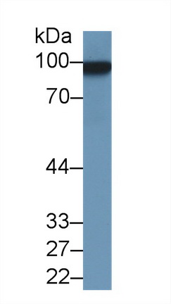 10336