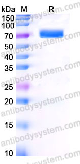 EHB90601, SDS-PAGE
