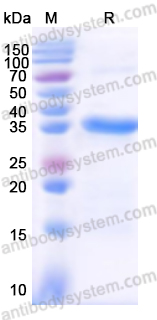 Валидация AntibodySystem YHC00501
