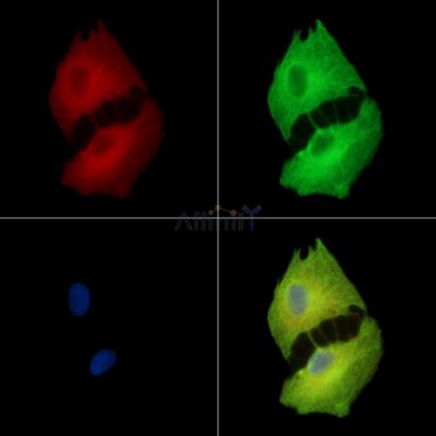 Валидация Affinity DF14981 - 11184