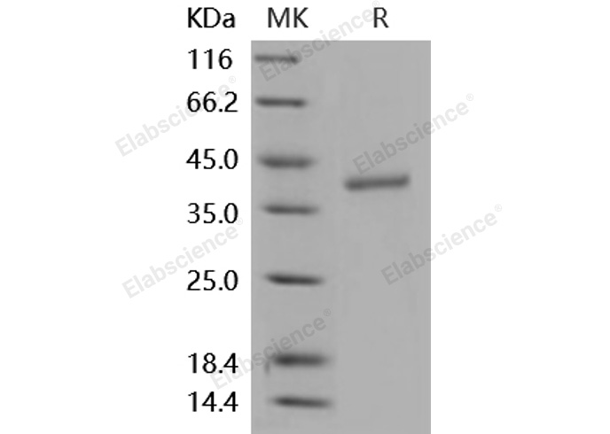 Валидация Elabscience PKSM040872(4828)