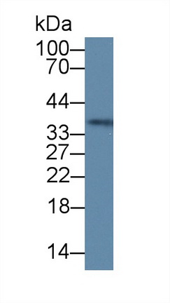 12856