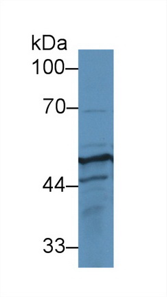 13101