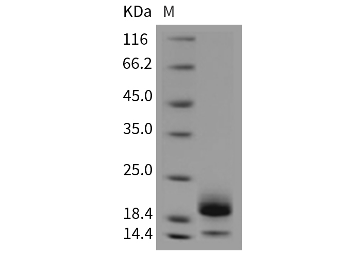 Валидация Elabscience PKSM040441(4438)
