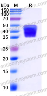 EHJ18302, SDS-PAGE