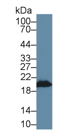 14162