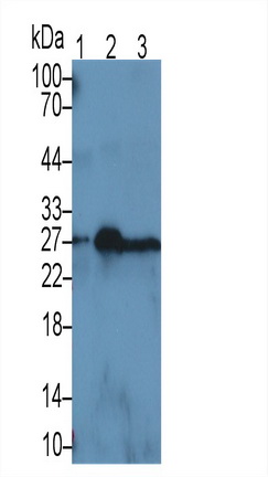 10881