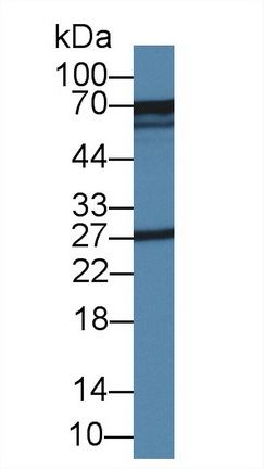 14445