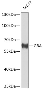 Валидация Elabscience E-AB-62754