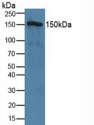 4162