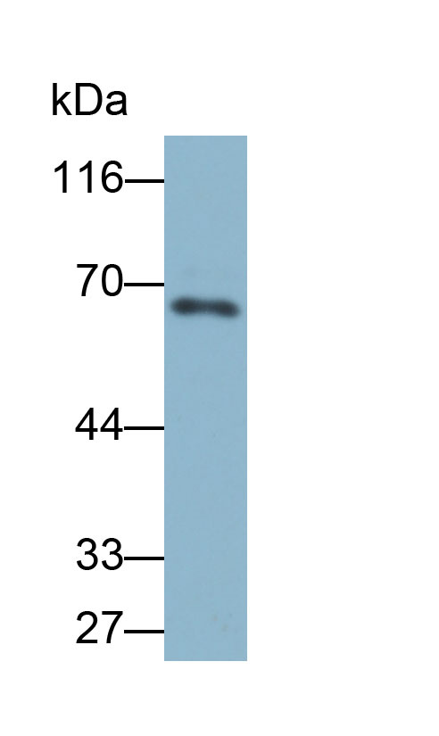 32816