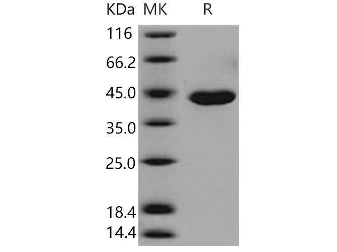 Валидация Elabscience PKSM040678(4659)