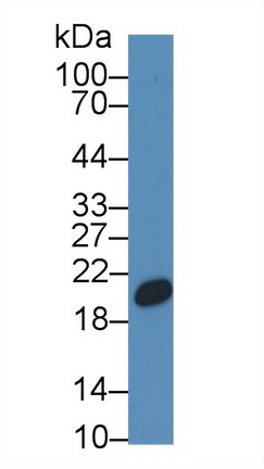 8814